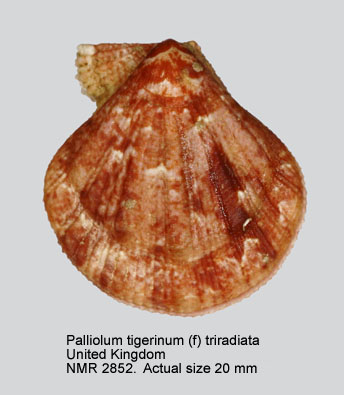 Palliolum tigerinum (f) triradiata.jpg - Palliolum tigerinum (f) triradiata(O.F.Müller,1776)